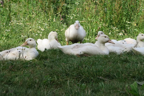 Fehér Fiatal Kacsa Van Árnyékban Nyáron Rét Farm — Stock Fotó
