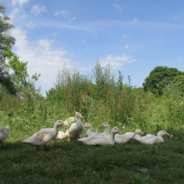 Les Jeunes Canards Blancs Sont Ombre Été Dans Prairie Ferme — Photo