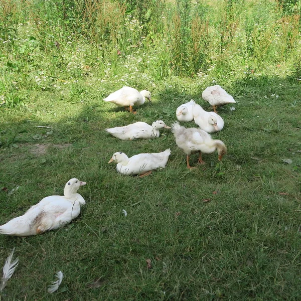 Witte Jonge Eenden Zijn Schaduw Zomer Weide Farm — Stockfoto