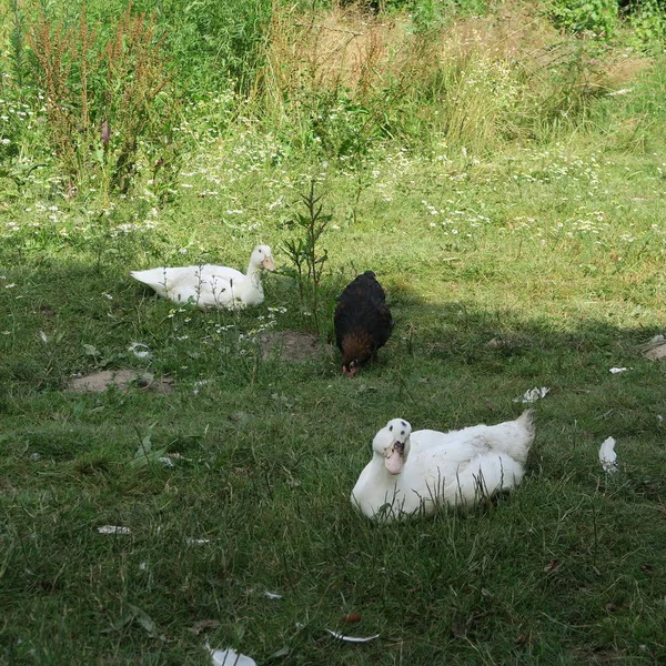 Patos Jóvenes Blancos Están Sombra Verano Prado Granja — Foto de Stock