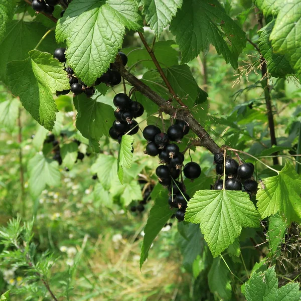 Ribes Nigrum Siyah Locust Berry Meyve Ile Bir Çalı Birçok — Stok fotoğraf