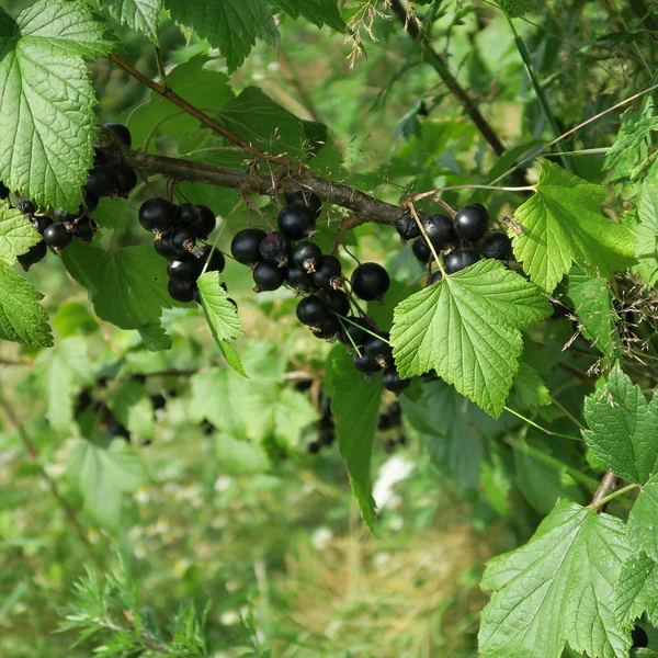 Ribes Nigrum Black Locust Berry Fruit Many Vitamins Shrub — Stock Photo, Image