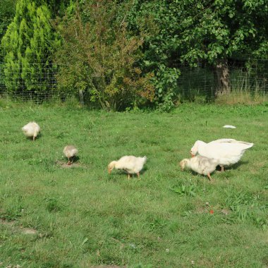 yaz yeşil bir çayırda üzerinde canlı kaz