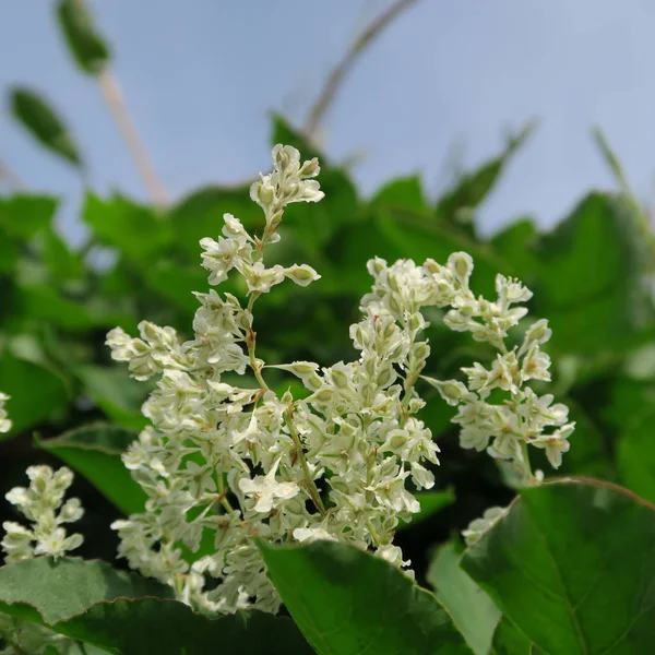 Pequenas Flores Brancas Planta Rapidamente Rastejando Fallopia Baldschuanica — Fotografia de Stock