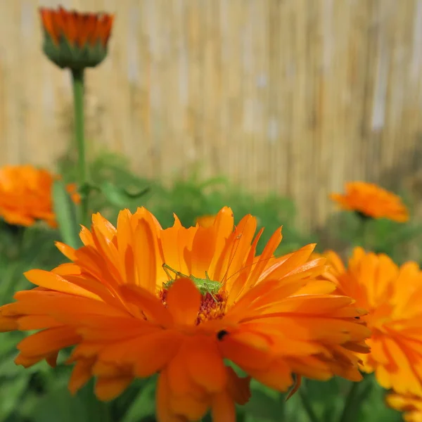 Calendula Officinalis Orange Flower Blooms Summer Has Healing Properties — Stock Photo, Image