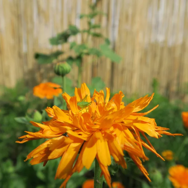 Calendula Officinalis Orange Flower Blooms Summer Has Healing Properties — Stock Photo, Image