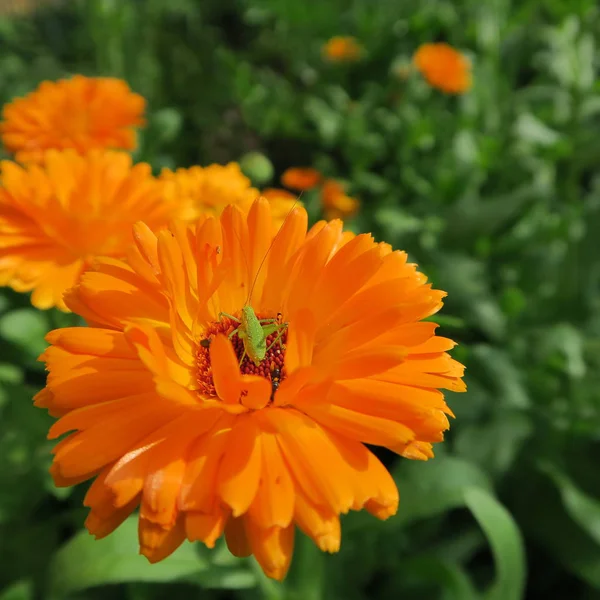 Calendula Officinalis Orangefarbene Blume Die Sommer Blüht Und Heilende Wirkung — Stockfoto