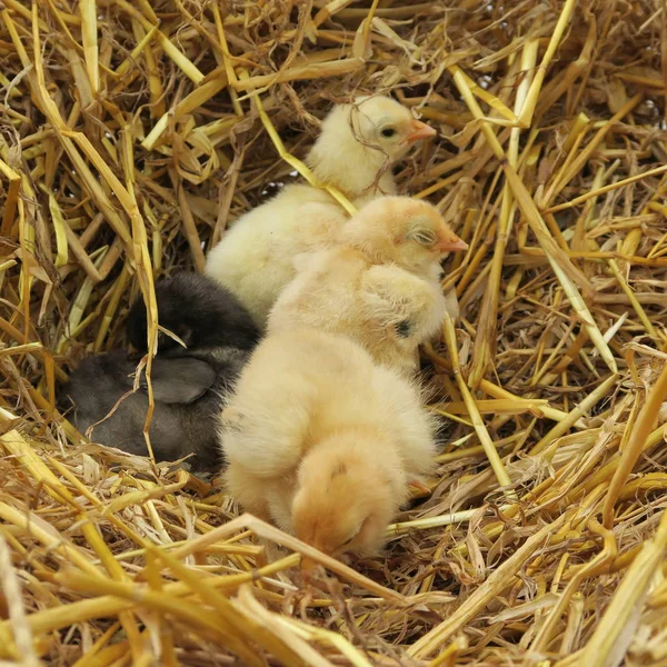 Four Cute Chicks Snuggle Fresh Straw Spring — Stock Photo, Image