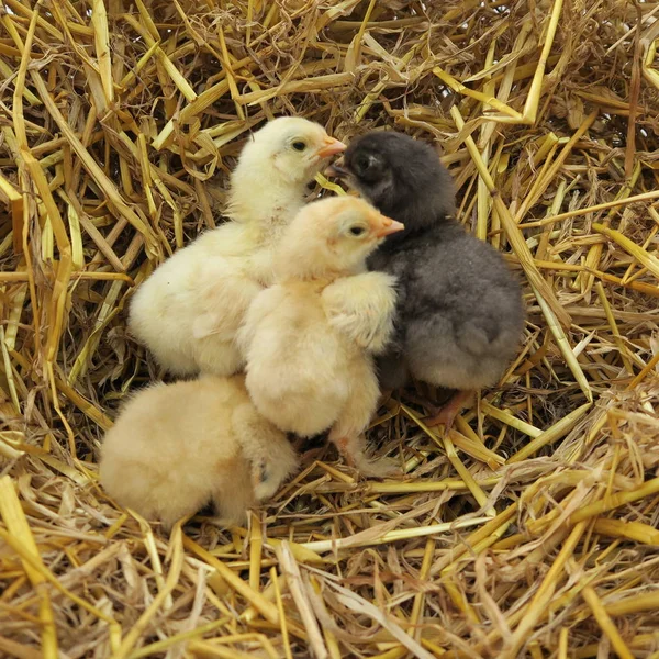 Quatro Filhotes Bonitos Aconchegar Palha Fresca Primavera — Fotografia de Stock