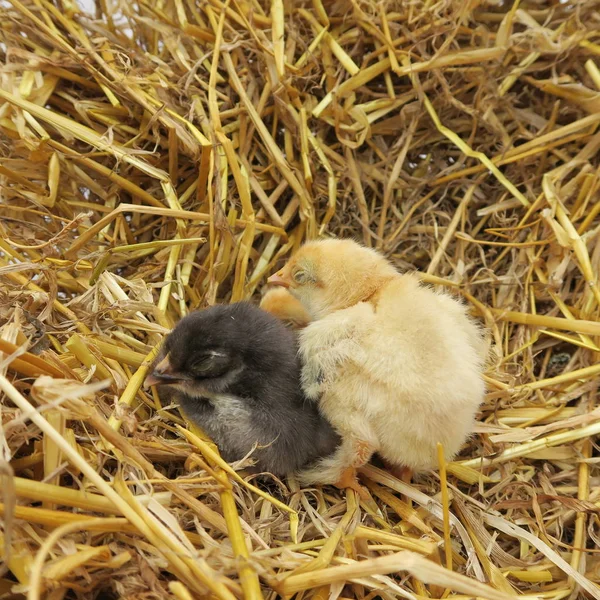 Vier Süße Küken Kuscheln Sich Frühling Frisches Stroh — Stockfoto