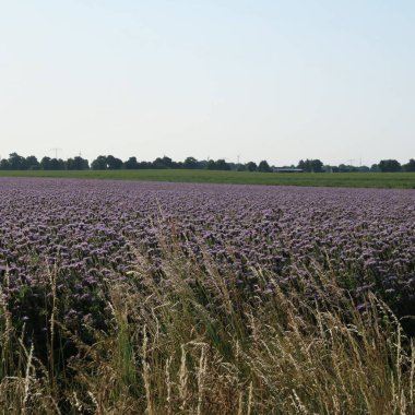 Phacelia tanacetifolia, sağlıklı ve yararlı gıda bitki alanları yaz mavi çiçek açar