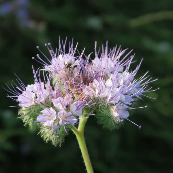 フィールドに夏の青色で花を咲かせる Phacelia Tanacetifolia 有用な食品工場 — ストック写真