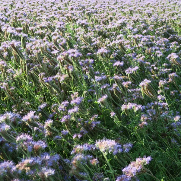 Phacelia Tanacetifolia Uma Planta Alimentos Saudável Útil Floresce Verão Azul — Fotografia de Stock