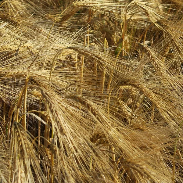 Hordeum Vulgare Cereal Pouco Antes Colheita Verão — Fotografia de Stock