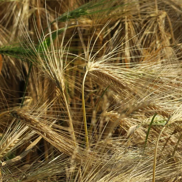 Hordeum Vulgare Ένα Είδος Σιτηρού Ακριβώς Πριν Από Συγκομιδή Καλοκαίρι — Φωτογραφία Αρχείου