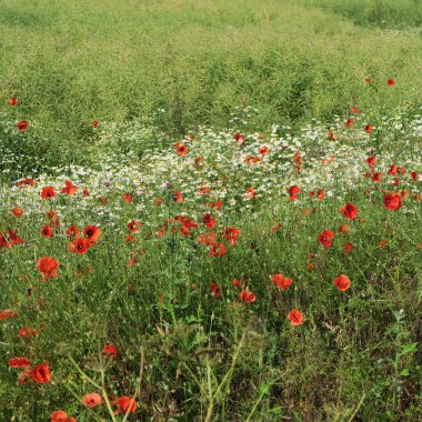 Gelincik (bitki), yaz aylarında Tarlada yetişen kırmızı bir çiçek