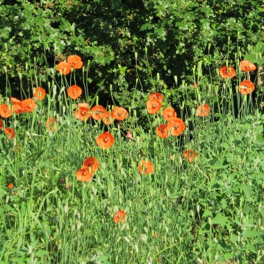 Gelincik (bitki), yaz aylarında Tarlada yetişen kırmızı bir çiçek