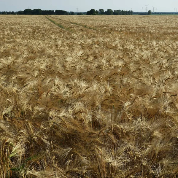 Hordeum Vulgare Ένα Είδος Σιτηρού Ακριβώς Πριν Από Συγκομιδή Καλοκαίρι — Φωτογραφία Αρχείου