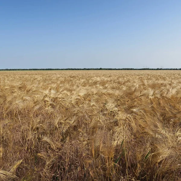 Hordeum Vulgare Une Céréale Juste Avant Récolte Estivale — Photo