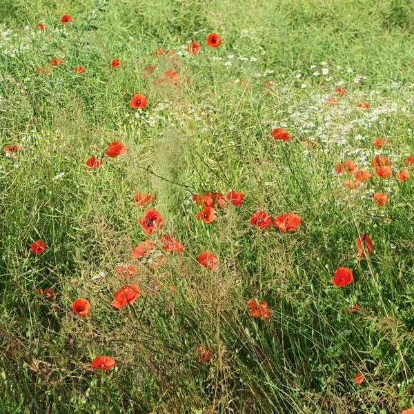 Papaver Rhoeas Röd Blomma Som Växer Sommaren Fälten — Stockfoto