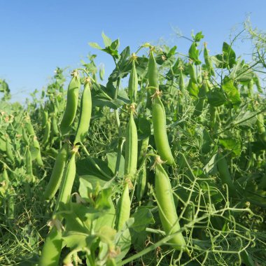 Pisum sativum, bir bitki olan meyve dahil çok protein