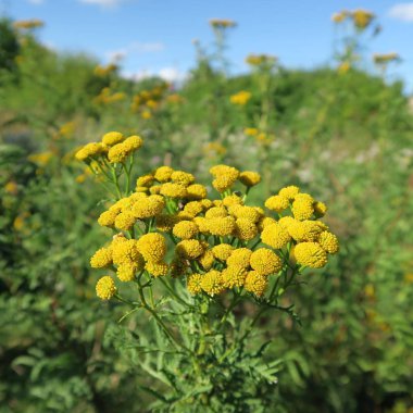 Tanacetum vulgare, a weed whose durft against insects helps clipart