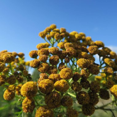 Tanacetum vulgare, a weed whose durft against insects helps clipart