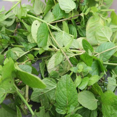 Arka plan duvar kağıdı mentha piperita yakın çekim