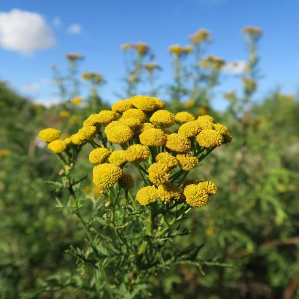 Tanacetum Vulgare Gyom Amelynek Durft Rovarok Ellen Segít — Stock Fotó