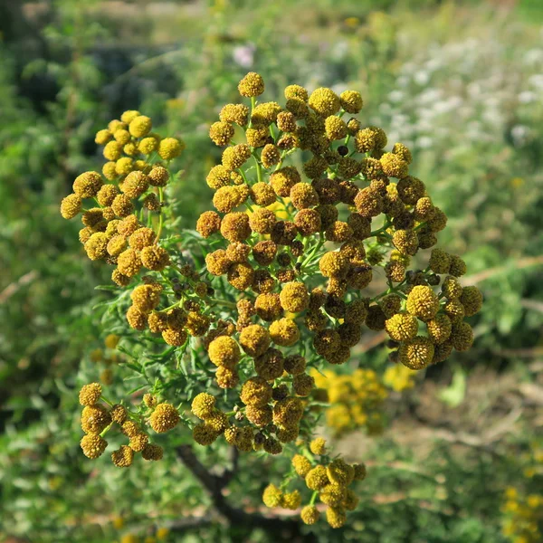 Tanacetum Vulgare Ein Unkraut Dessen Härte Gegen Insekten Hilft — Stockfoto