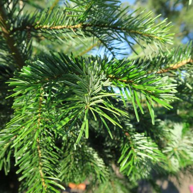 Abies arka plan duvar kağıdı yakın