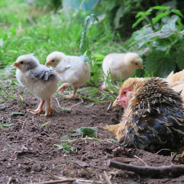 Gallina Viviente Con Sus Polluelos Natación Arenosa —  Fotos de Stock