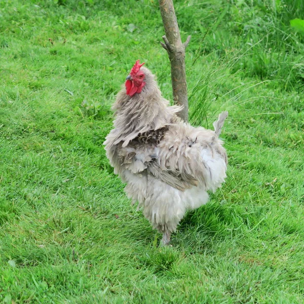 Prato Vivace Bel Gallo Sul Verde — Foto Stock