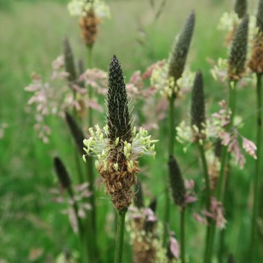Dar yapraklı sinirli ot, tam bloom, yaprak iyi doğal ilaç verir
