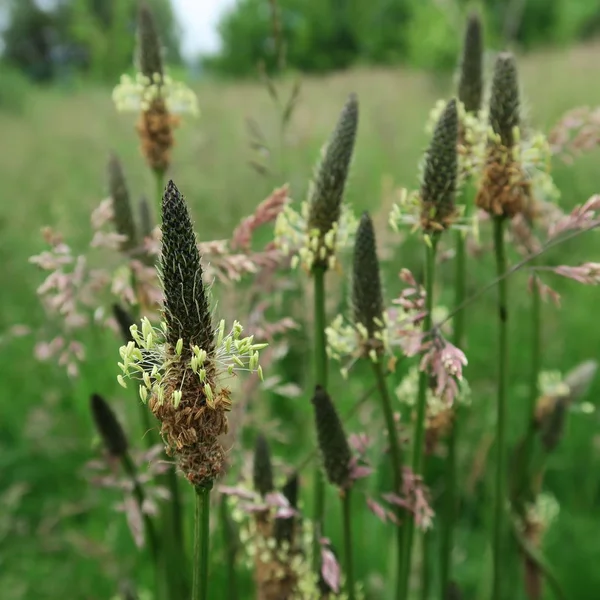 Plantago Lanceolata Full Bloom Leaves Give Good Natural Medicine — Stock Photo, Image