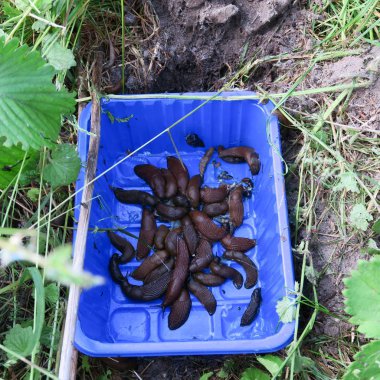 Kırmızı salyangoz bir mavi plastik kapta yakaladı deprem küme, salyangoz tuzak bira dolu