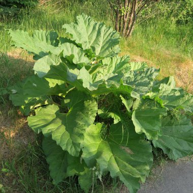 Işgın rhabarbarum, büyük yeşil ravent bitki Bahçe