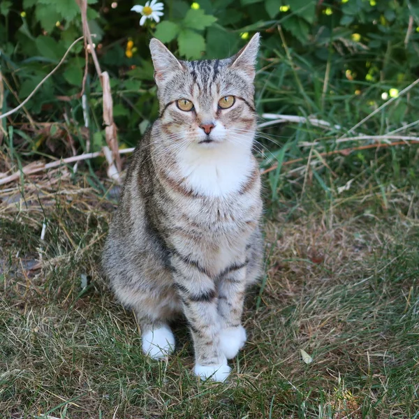 Küçük Gri Yerli Kedi Bahçede Oturur — Stok fotoğraf