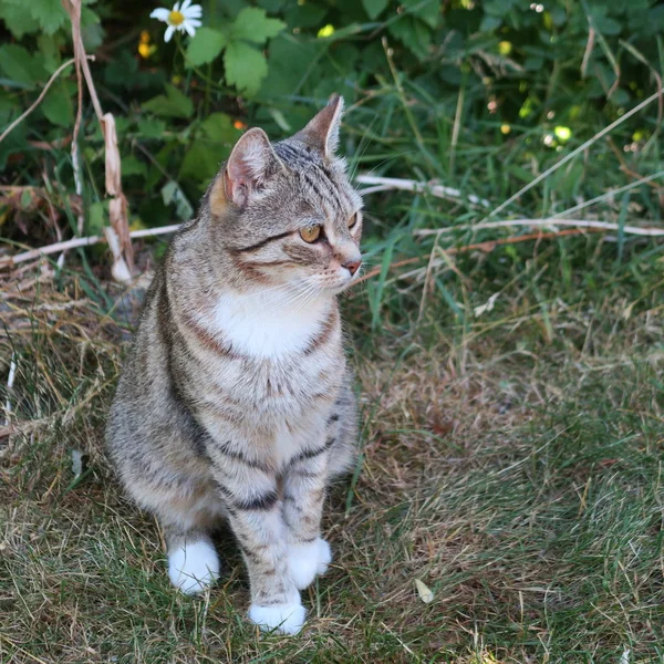 Küçük Gri Yerli Kedi Bahçede Oturur — Stok fotoğraf