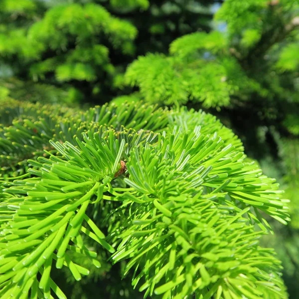 Decorazione Verde Abete Succosa Natale — Foto Stock