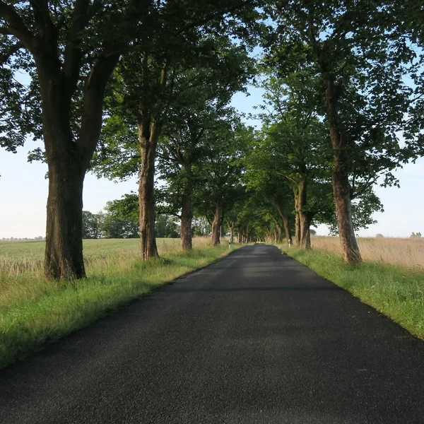 Landstraße aus Asphalt, mit alten Bäumen und Wäldern am Rand — Stockfoto