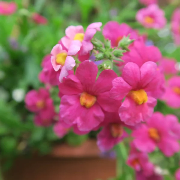 Flores Verano Campo Día Soleado — Foto de Stock