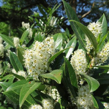 Prunus laurocerasus, kiraz laurel, yeşil çalı bahar beyaz çiçekli
