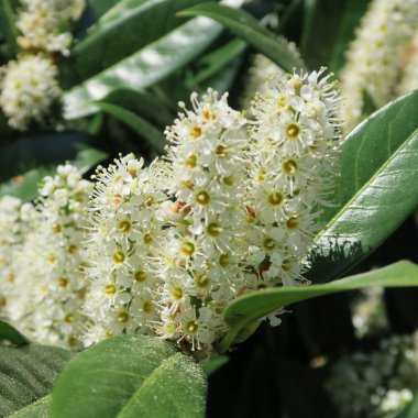 Prunus laurocerasus, kiraz laurel, yeşil çalı bahar beyaz çiçekli