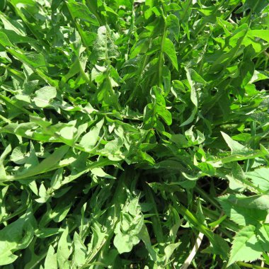 Karahindiba officinale, karahindiba çiçekler, sağlıklı sebze ve şifalı otlar bırakır