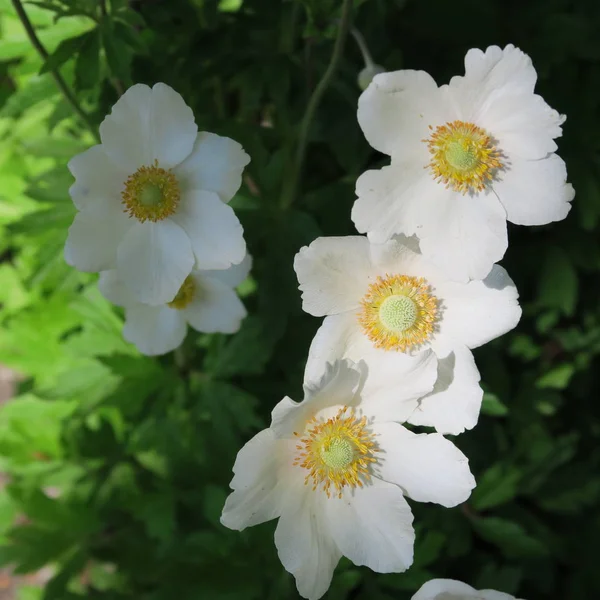 Zawilec Mały Biały Żółty Kwitnienia Roślin Wczesną Wiosną — Zdjęcie stockowe