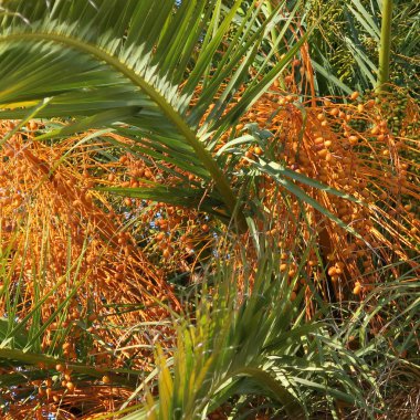 Akdeniz palmiye meyve mavi gökyüzü karşı ile