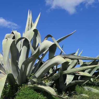 yeşil çim parlak mavi gökyüzü karşı büyük kaktüs