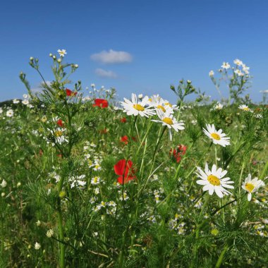 Güzel çiçekler, dalları ve yaprakları, çiçek arka plan