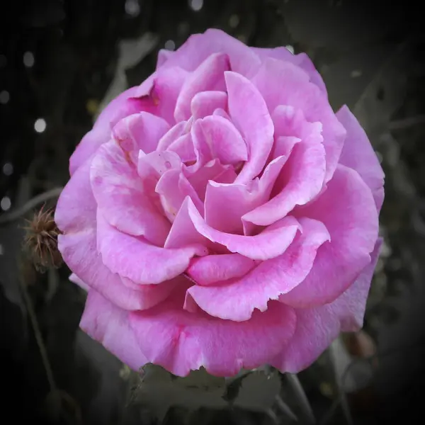 Belles Fleurs Branches Feuilles Fond Floral — Photo